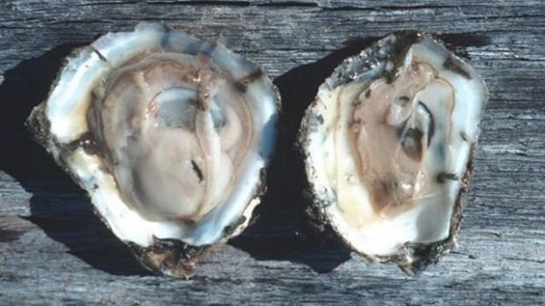 Perkinsus Marinus, a particularly dangerous disease in oysters: Possibly eliminate the entire mollusk farming area